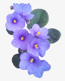 Single African Violet Flower, HD Png Download, Transparent PNG