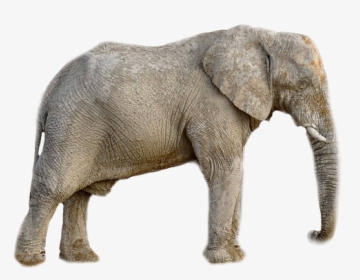 Elephant, Animal, Africa, Transparent Background - Slon Png, Png Download, Transparent PNG