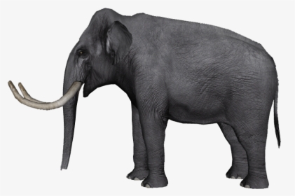 Indian Elephant African Elephant Tusk Wildlife Curtiss - Elephas Hysudrindicus, HD Png Download, Transparent PNG