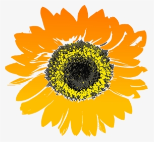 Sunflower, Flower, Yellow, Orange - Sunflower Drawing Transparent Background, HD Png Download, Transparent PNG
