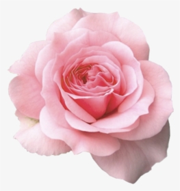Mum In A Million Rose, HD Png Download, Transparent PNG