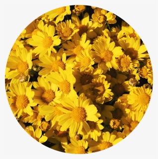 Transparent Flowers Png Tumblr - Aesthetic Yellow Tumblr Profile, Png Download, Transparent PNG
