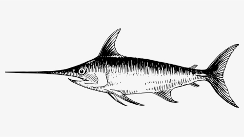 Shark Sketch Pictures - Swordfish Clipart Black And White, HD Png Download, Transparent PNG