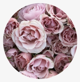 #icono #edit #flores #rosas #tumblr #circulo - Imagenes De Flores Rosas, HD Png Download, Transparent PNG