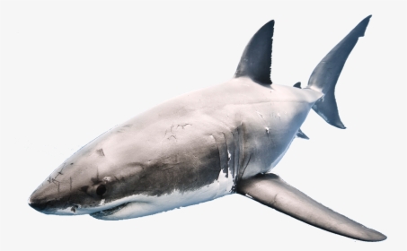 Shark Png Transparent Format - Shark In A Fishbowl, Png Download, Transparent PNG