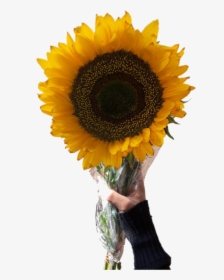 Aesthetic Sunflower Png Transparent Image - Aesthetic Sunflower Png, Png Download, Transparent PNG