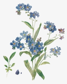 #flower #tumblr #forgetmenots #aesthetic #blue #freetoedit - Forget Me Not Drawing, HD Png Download, Transparent PNG
