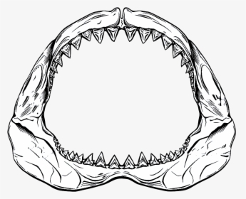 Shark Jaws Png Transparent Shark Jaws Images - Great White Shark Jaw Drawing, Png Download, Transparent PNG