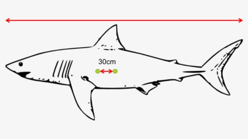 Diagram Of Laser Dots On The Side Of A Shark - Great White Shark Clip Art, HD Png Download, Transparent PNG