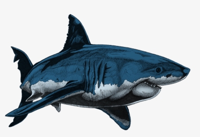 Shark Drawing In Colour - Draw And Colour A Shark, HD Png Download, Transparent PNG