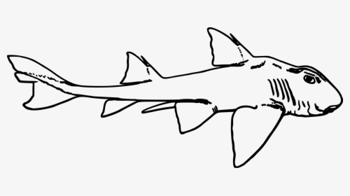 Line - Port Jackson Shark Sketch, HD Png Download, Transparent PNG