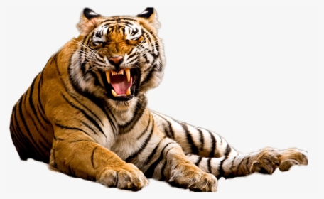 Tiger Png Image - Tiger Png, Transparent Png, Transparent PNG