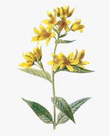 Yellow Flowers Png Aesthetic, Transparent Png, Transparent PNG
