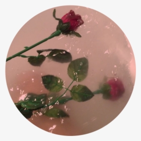 Rose, Aesthetic, And Flowers Image - Aesthetic Flowers In Water, HD Png Download, Transparent PNG