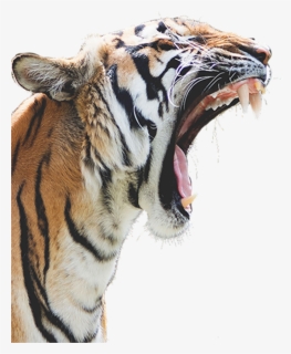 Transparent Tiger Head Clipart - Tiger Roaring White Background, HD Png Download, Transparent PNG
