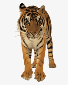 Roaring Tiger Png - Royal Bengal Tiger Png, Transparent Png, Transparent PNG