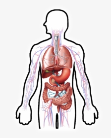 Digestive System Clipart Hd, Hd Png Download , Png - Digestive System Hd Transparent, Png Download, Transparent PNG