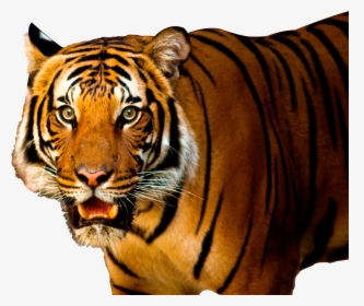 Tiger Png - Transparent Background Tiger Png Hd, Png Download, Transparent PNG