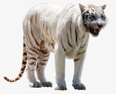 White Tiger Nervous - White Tiger Png Hd, Transparent Png, Transparent PNG