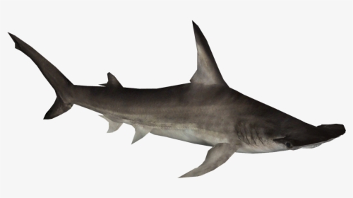 Transparent Shark Clip Art - Hammerhead On Transparent Background, HD Png Download, Transparent PNG