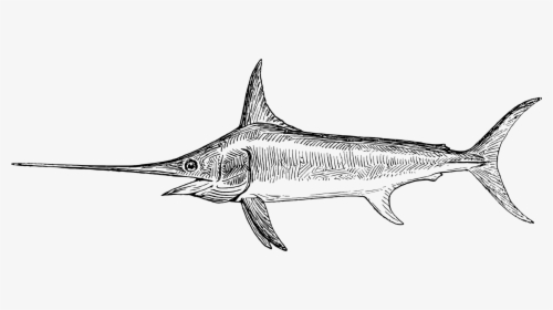 Line Art,shark,marine Biology - Swordfish Drawing, HD Png Download, Transparent PNG