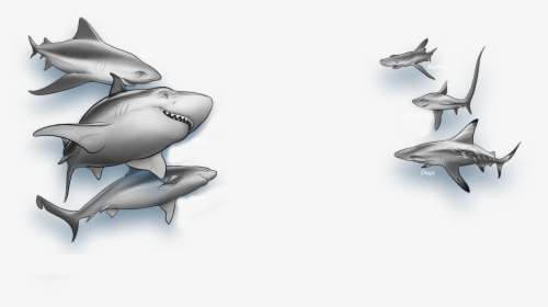 Shark Wars Main Characters, HD Png Download, Transparent PNG