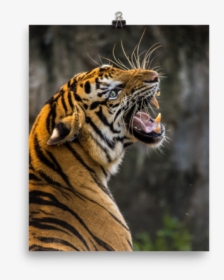 Best Animal Wallpaper For Mobile, HD Png Download, Transparent PNG