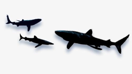 Shark Animated Shadow, HD Png Download, Transparent PNG