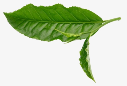 Green Tea Leaf White - Green Tea Leaves Png, Transparent Png, Transparent PNG