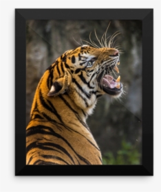 Tiger Attack, HD Png Download, Transparent PNG