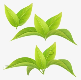 Green Tea Leaf White Tea Matcha - Leaf Green Tea Png, Transparent Png, Transparent PNG