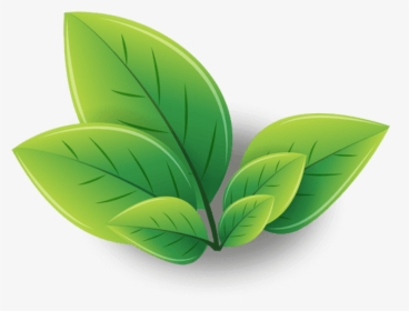 Green Tea Png Transparent Images - Logo Green Tea Leaves, Png Download, Transparent PNG
