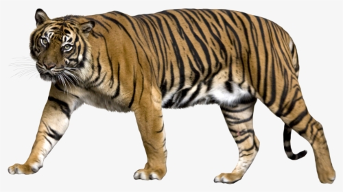 Tiger Png - Tiger With No Background, Transparent Png, Transparent PNG