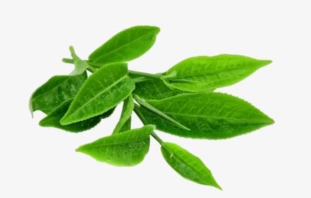 Green Tea Leaves Png, Transparent Png, Transparent PNG