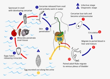 Haematobium Life Cycle - Schistosoma Life Cycle, HD Png Download, Transparent PNG
