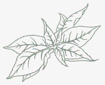 Green Tea - Sketch, HD Png Download, Transparent PNG