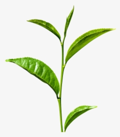 Green Tea Png Free Images - Green Tea Leaf Png, Transparent Png, Transparent PNG