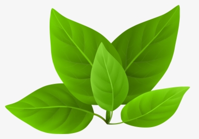 Green Leaves Png Transparent Image - Green Leaves In Png, Png Download, Transparent PNG