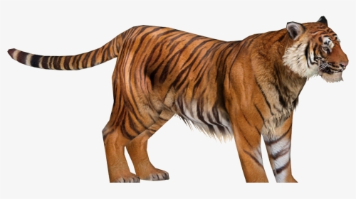 Zoo Tycoon 2 Sumatran Tiger, HD Png Download, Transparent PNG