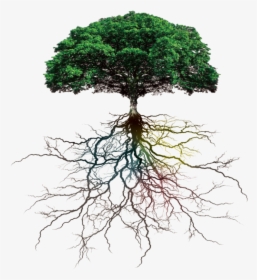 #ftestickers #tree#roots #freetoedit - Tree With Roots Png, Transparent Png, Transparent PNG