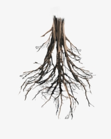 Floating Island Tree Trunk Rework -png Roots By Annamae22 - Tree Roots Png, Transparent Png, Transparent PNG