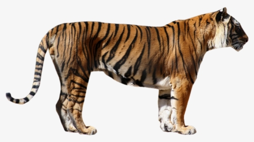 Tiger Png - Tiger Front And Side View, Transparent Png, Transparent PNG