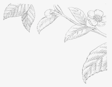 Hand Drawn Tea Leaf Png, Transparent Png, Transparent PNG