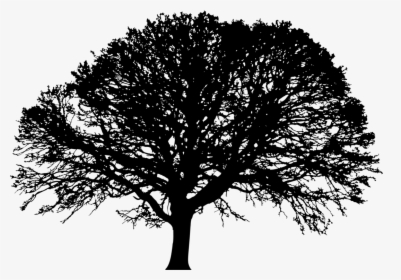 Californian White Oak,plant,leaf - Transparent Background Oak Tree Clipart, HD Png Download, Transparent PNG