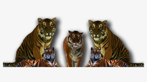 Transparent Tiger Face Clipart Black And White, HD Png Download, Transparent PNG