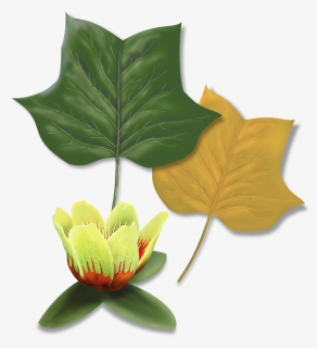 Transparent Tulip Tree Png - Maple Leaf, Png Download, Transparent PNG