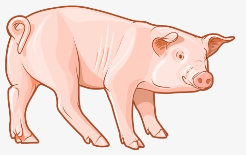Pig Clipart - Domestic Pig, HD Png Download, Transparent PNG