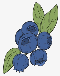 Blueberry Clipart - Seedless Fruit, HD Png Download, Transparent PNG