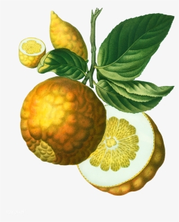 Vintage Lemon Png - Citrus Adam's Apple, Transparent Png, Transparent PNG