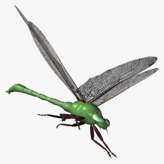 Grasshopper Clipart Serangga - Net-winged Insects, HD Png Download, Transparent PNG